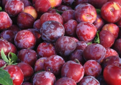 建一個(gè)存放300噸李子冷庫(kù)大概需要多少錢(qián)