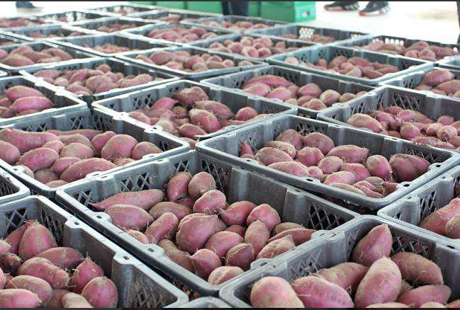 15000平果蔬批發(fā)市場冷庫 15000平果蔬批發(fā)市場冷庫