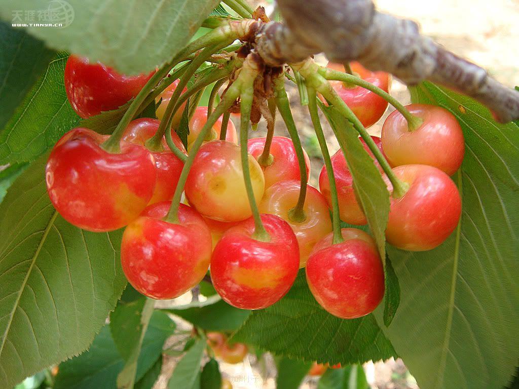 開冉制冷,氣調庫,普通冷藏庫 開冉制冷,氣調庫,普通冷藏庫