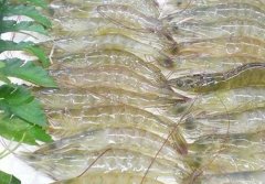 低溫海鮮凍庫建設 設備報價多少?